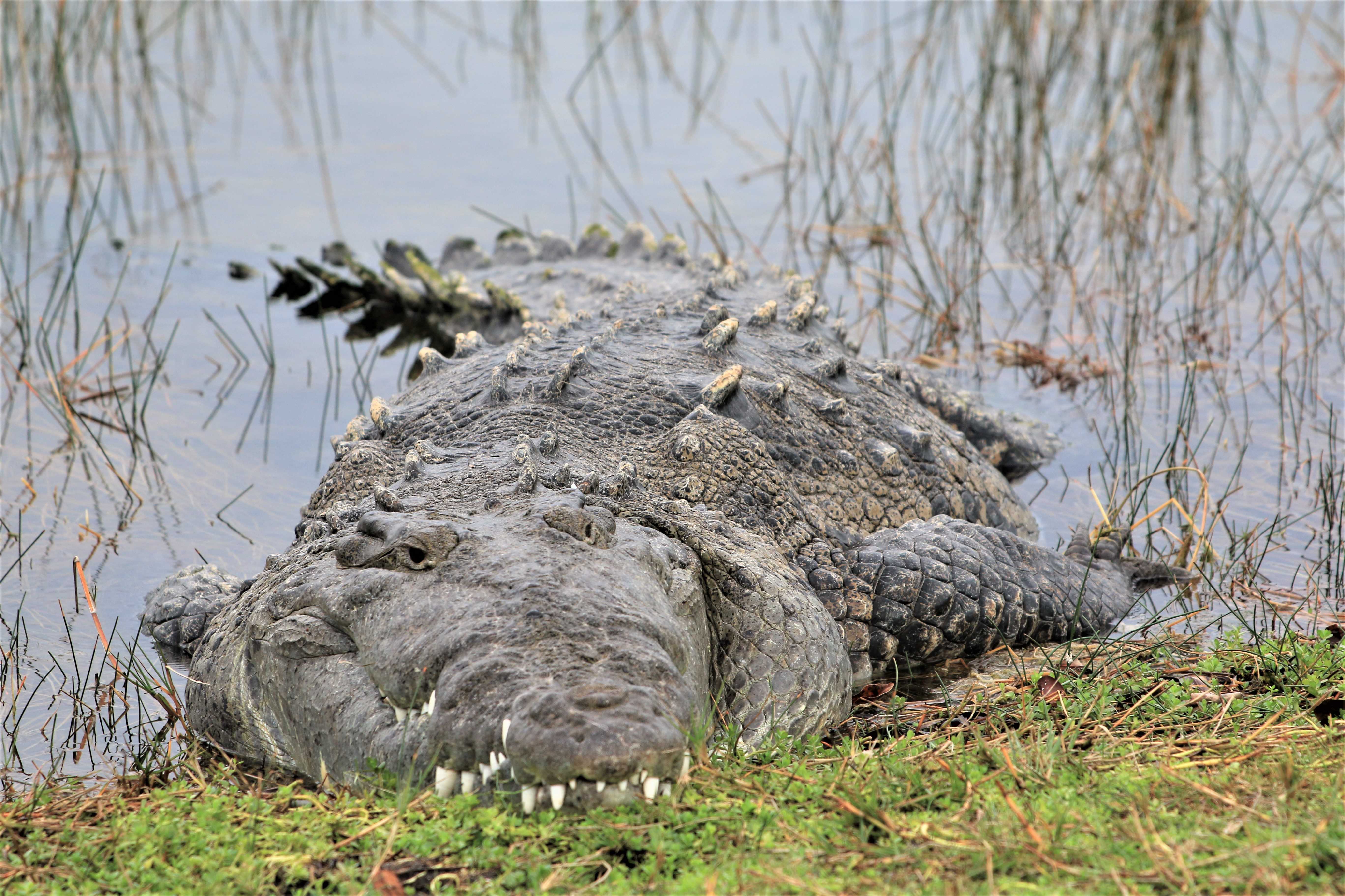 A huge crocodile watching you